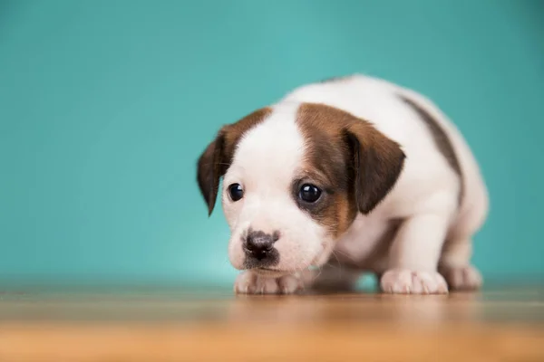 stock image Little puppy dogs, animals concept