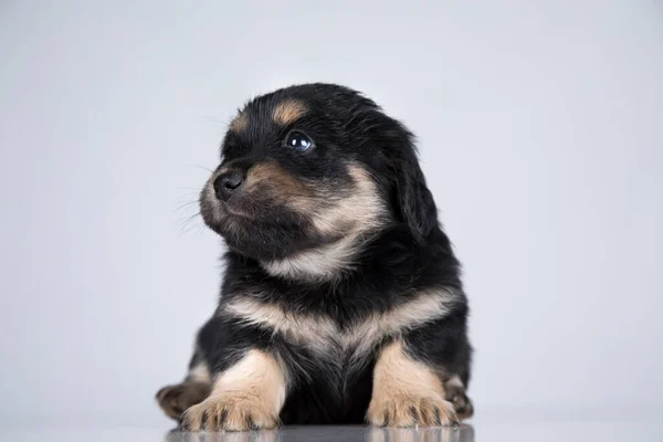 Маленькая Собака Белом Фоне — стоковое фото