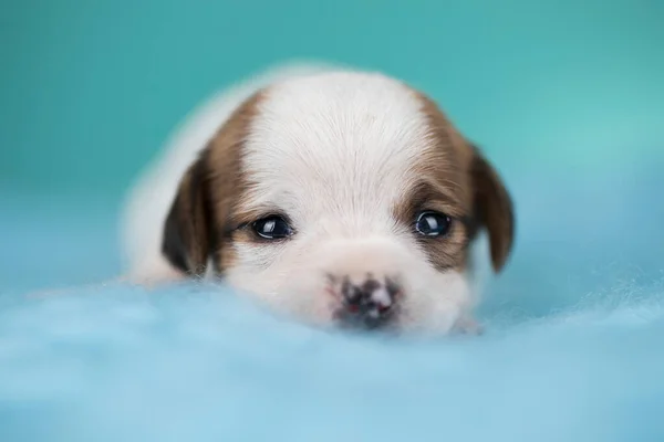 Pequeno Cão Dorme Cobertor — Fotografia de Stock