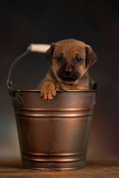 Pies Metalowym Wiadrze — Zdjęcie stockowe