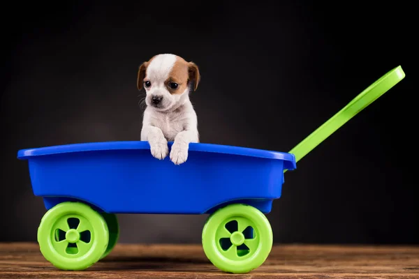Oyuncak Arabadaki Küçük Şirin Köpek — Stok fotoğraf