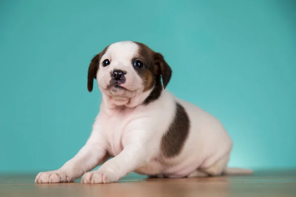 Little Puppy Dogs Animals Concept — Stock Photo, Image