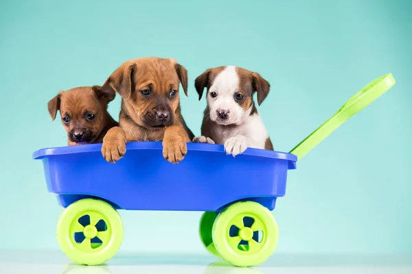 Cães Bonitos Vagão Brinquedo — Fotografia de Stock