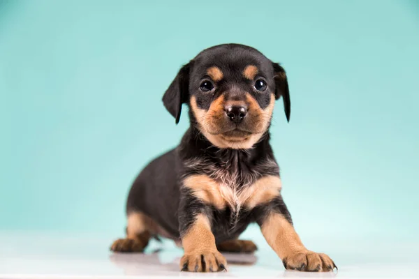 ペット 子犬犬 動物の概念 — ストック写真