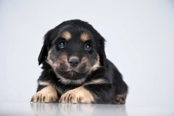 Pet Cão Cachorrinho Animais Conceito — Fotografia de Stock