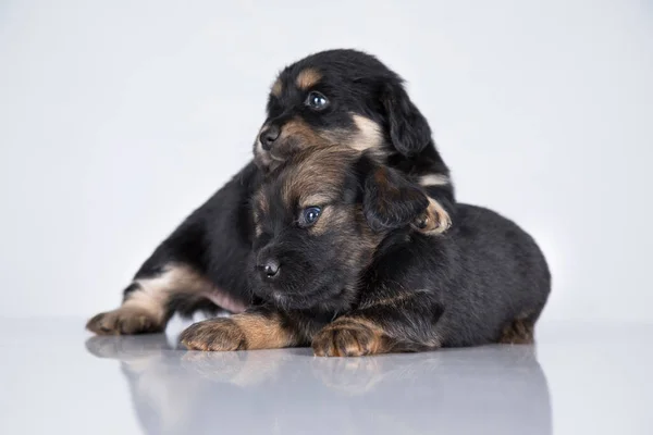 Cachorros Bonitos Cães Animal Estimação Conceito — Fotografia de Stock