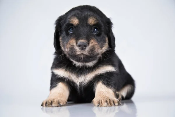 ペット 犬の子犬の動物の概念 — ストック写真