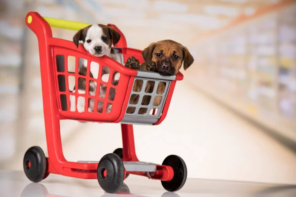 Little Doggies Shopping Cart — Stock Photo, Image