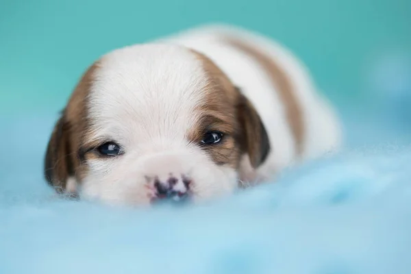 stock image Little dog sleeps on a blanket