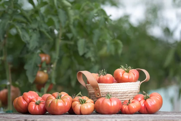 Aliments Biologiques Légumes Rouges Gratuits Tomate — Photo