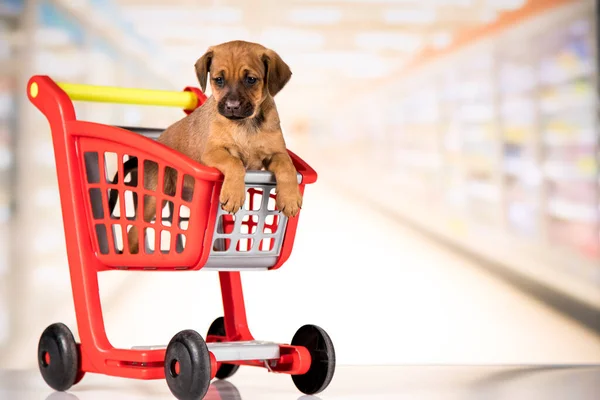 A dog in a shopping cart
