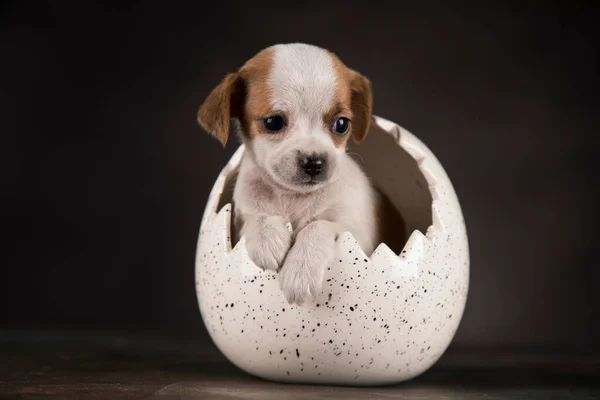Little dog in an Easter egg