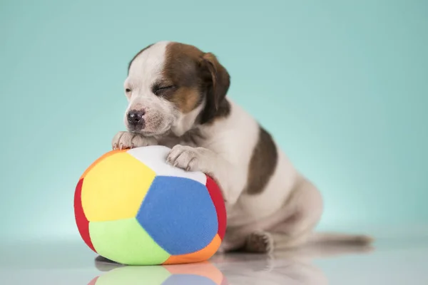 Welpe Hund Spielt Mit Ball — Stockfoto