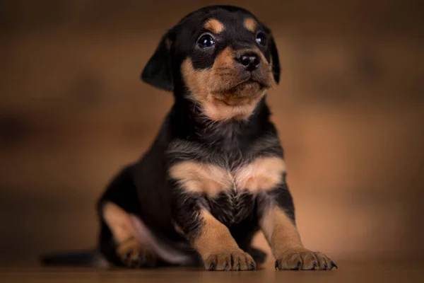Kleine Hond Een Houten Achtergrond — Stockfoto