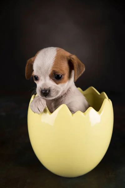 Cão Pequeno Ovo Páscoa — Fotografia de Stock