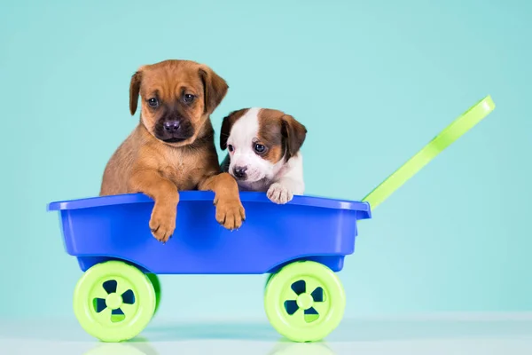 Cães Bonitos Vagão Brinquedo — Fotografia de Stock