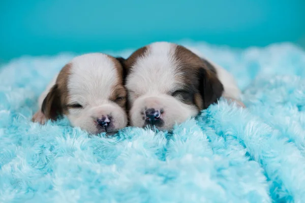 Psy Śpią Kocu — Zdjęcie stockowe