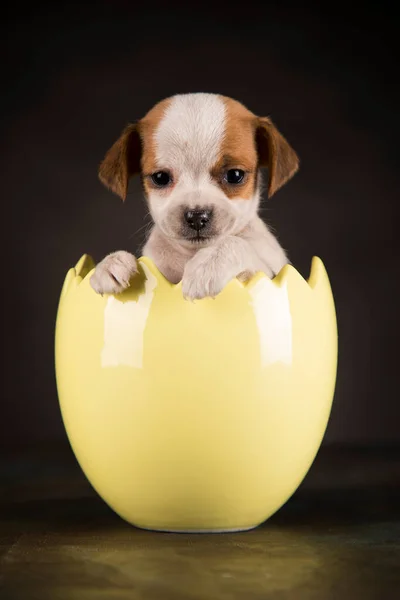 Little dog in an Easter egg