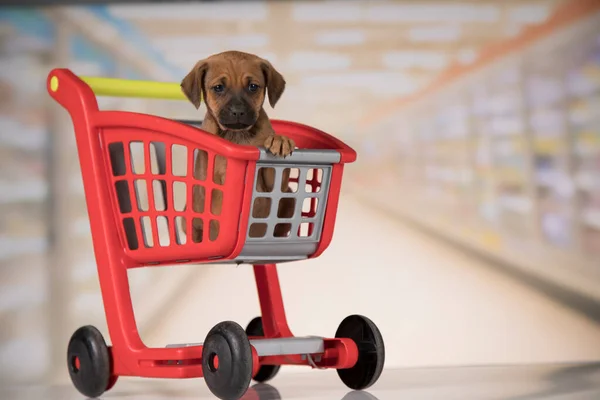 A dog in a shopping cart
