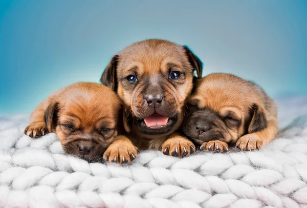Dogs Sleeps Blanket — Stock Photo, Image