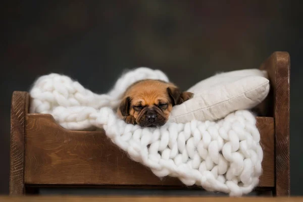 Perro Dormir Una Pequeña Cama Madera — Foto de Stock
