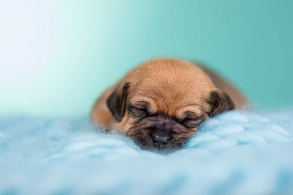 美しい小さな犬が毛布の上で眠る — ストック写真