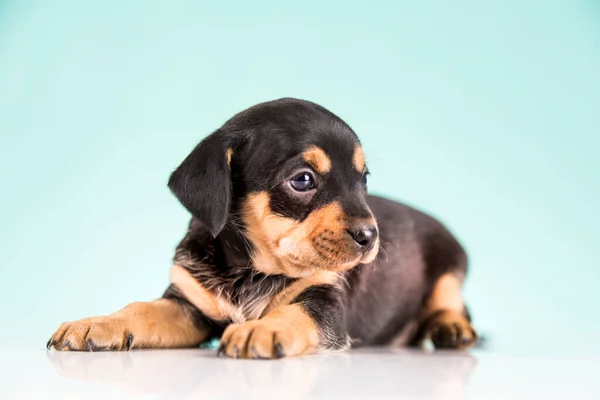 Pet Little Puppy Dog Animals Concept — Stock Photo, Image