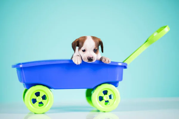 Little cute dog in a toy car