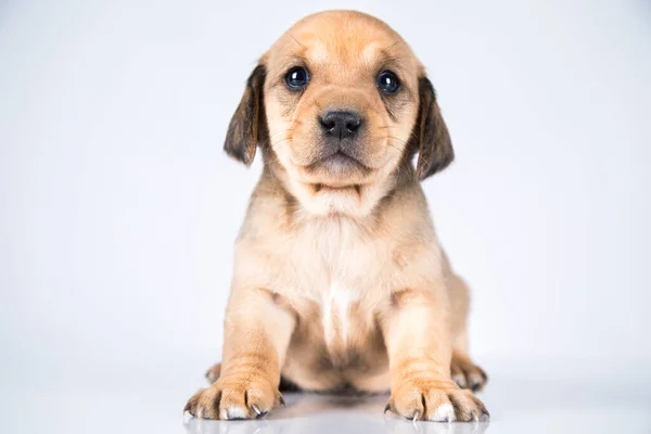Beyaz Arka Planda Küçük Bir Köpek — Stok fotoğraf