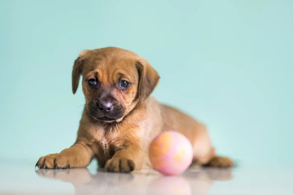 Happy Puppy Playing Ball — Stock Photo, Image