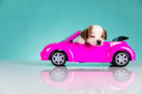 狗在一辆粉红的车上 — 图库照片