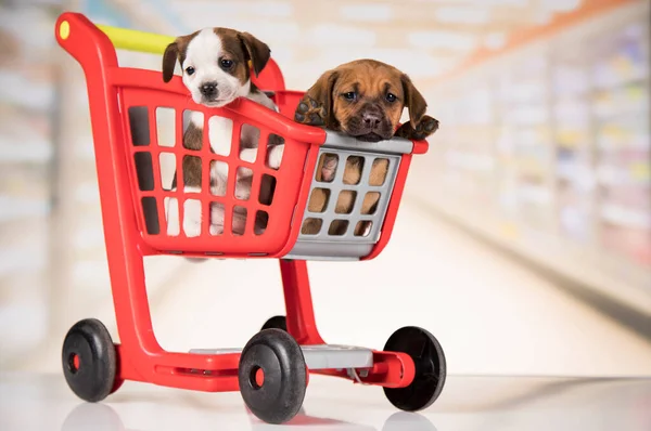 Alışveriş Arabasındaki Sevimli Köpekler — Stok fotoğraf