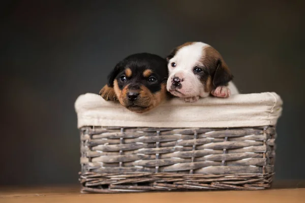 Cachorros Pequenos Uma Cesta Vime — Fotografia de Stock