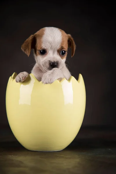 Kleine Hond Een Paasei — Stockfoto