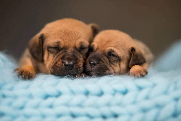 Psy Śpią Małym Drewnianym Łóżku — Zdjęcie stockowe
