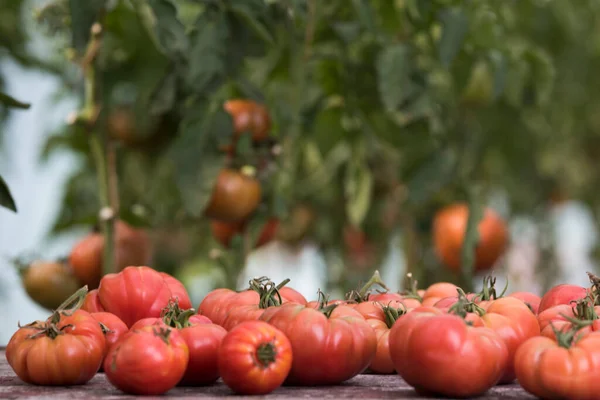 Alimento Ecológico Verduras Rojas Gratis Tomate — Foto de Stock