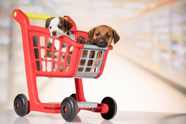 Little Doggies Shopping Cart — Stock Photo, Image