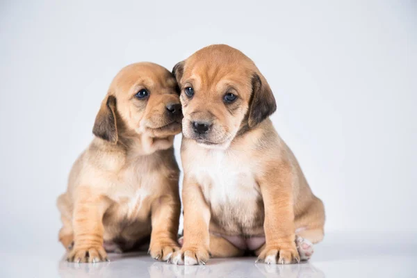 Två Hundar Vit Bakgrund — Stockfoto