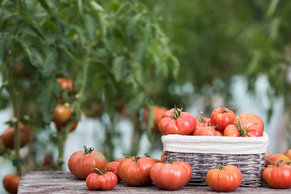 Grönsaker Tomater Träbord Stockfoto