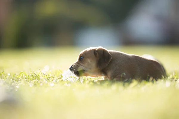 小狗在草地上 免版税图库图片