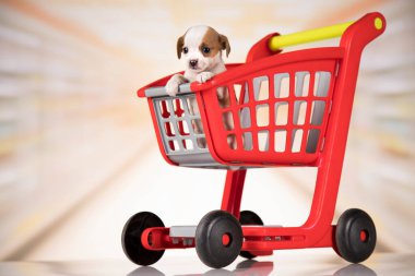 Köpek alışveriş arabasında.