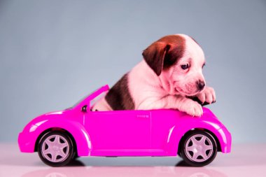 Pembe arabadaki köpek yavrusu.