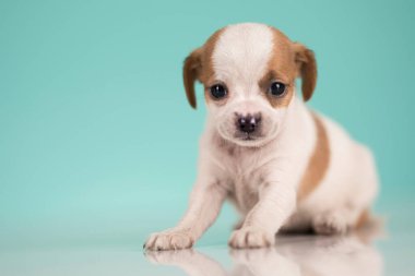 Evcil hayvan, yavru köpek, hayvan konsepti.