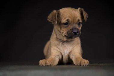 Siyah arka planda küçük bir köpek