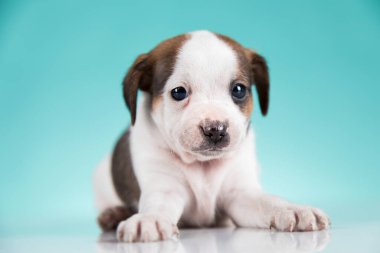 Evcil hayvan, yavru köpek, hayvan konsepti.