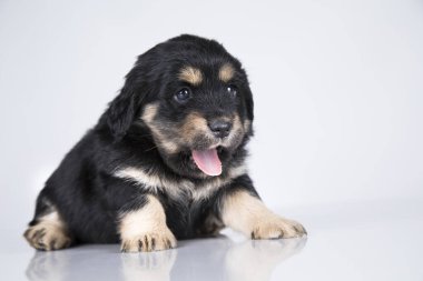 Beyaz arka planda küçük bir köpek