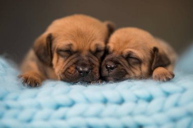 Köpekler küçük tahta bir yatakta uyurlar.