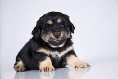 Beyaz bir arka planda küçük köpek