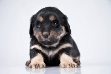 Beyaz bir arka planda küçük köpek