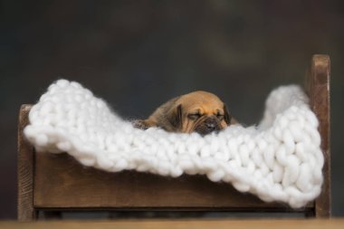 Köpek küçük tahta bir yatakta uyur.